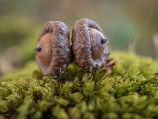 Two acorns on a mossy forest ground. Shallow depth of field.