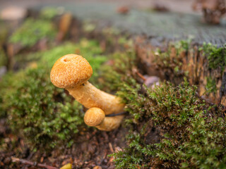 Mushroom on a stump in the forest. Selective focus