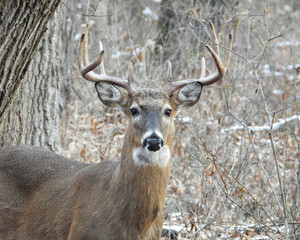 White-tailed Deer (Odocoileus virginianus) North American Mammal