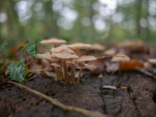 Mushrooms growing on an old stump in the forest, macro