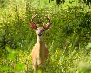 White-tailed Deer (Odocoileus virginianus) North American Mammal