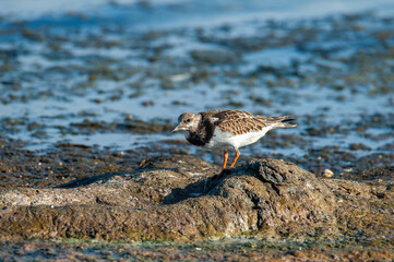 Foraging Ruddy turnstone wading bird (Arenaria interpres) along the shoreline