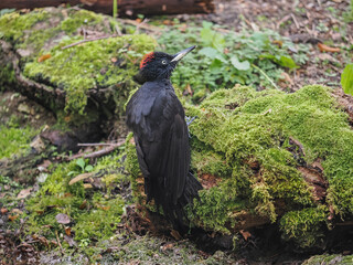 Female of Black Woodpecker  (Dryocopus martius), in forest