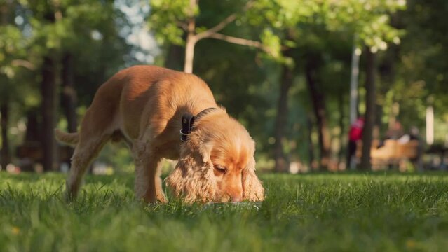 English Cocker Spaniel Eats Dry Dog Food from Metal Bowl on Lawn In Park with Green Grass