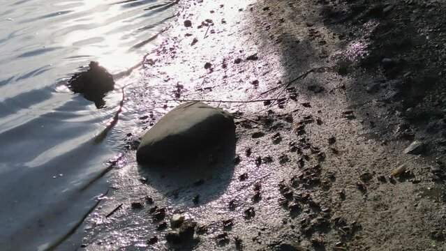Drone flying directly above fiddler crabs in the mud on the shore of a river..