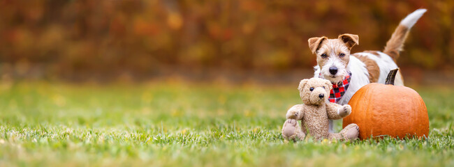 Funny pet dog with a pumpkin and a toy bear in autumn. Halloween, happy thanksgiving day or fall banner.