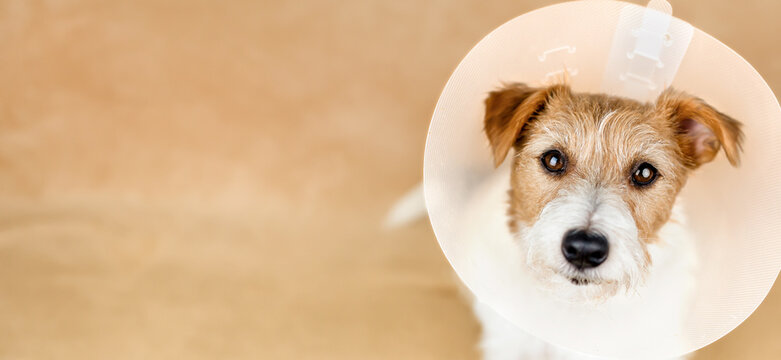 Cute healthy recovering dog wearing funnel collar. Protection after spaying surgery, web banner.