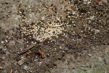 anthill and ant larvae