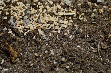anthill and ant larvae