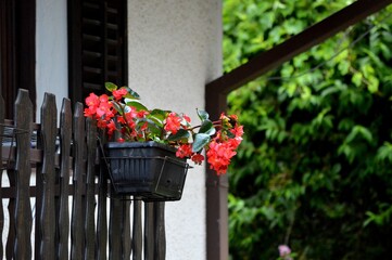 red potted flowers on a wooden fence