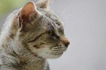 profile of a colorful gray cat