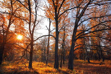 Autumn forest nature. Vivid morning in colorful forest with sun rays through branches of trees. Scenery of nature with sunlight