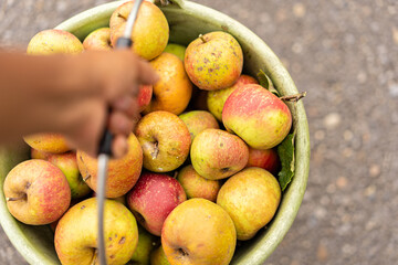 Top down closeup of a hand holding a green bucket full of Boskoop apple. Blurred foreground.