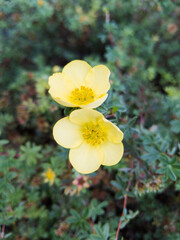 Potentilla (cinquefoils)