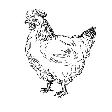 "Sussex Chicken" Images – Browse 844 Stock Photos, Vectors, and Video