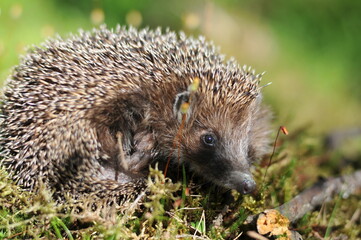 Hedgehog in the grass close-up curled up crawled.