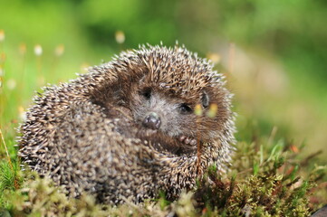 Hedgehog in the grass close-up curled up into a ball, on its side.
