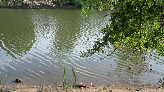 Drone flying over the bank of a river looking at many fiddler crabs on the mud.