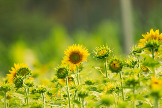 Beautiful sunflowers
Sunflowers