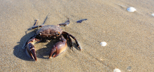 camouflaged crab with claws in the sand of the beach