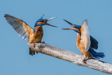 Eisvogel auf Ast - Kampf