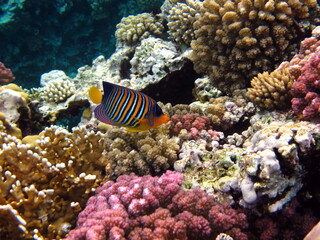 Colorful tropical fish on a coral reef, amazingly beautiful fairy world. In the coral gardens of the Red Sea.