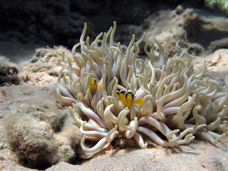 Clown fish amphiprion (Amphiprioninae). Red sea clown fish. Nemo .
