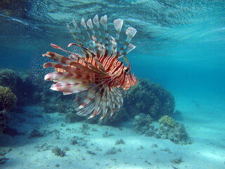 Lion Fish in the Red Sea in clear blue water hunting for food .