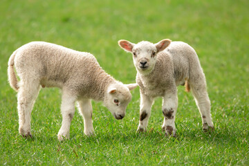 Lambs in Springtime.  Close up of two cute, very young lambs in green meadow.  One lamb facing camera, one lamb with head down.  Space for copy. Horizontal.