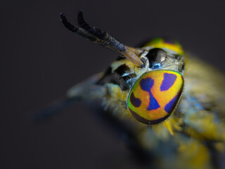 Horse fly colorful eye, tabanidae, macro