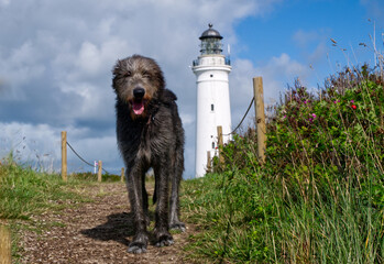 Two giants, Irish wolfhound in front of a lighthouse