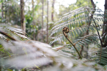 Fern leaf close up with blur background