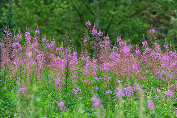 Fireweed flowers (Chamaenerion angustifolium), British Columbia, Canada.