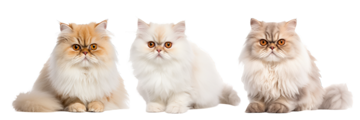 A trio of funny and grumpy Persian cats isolated against a transparent background, showcasing their fluffy fur and distinct personalities