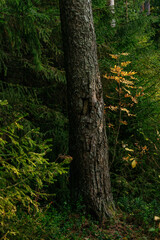 Landscape. Northern forest after sunset on an autumn evening.