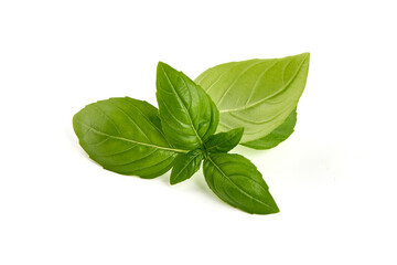 Sweet Basil leaves, fresh condiments, isolated on white background. - obrazy, fototapety, plakaty