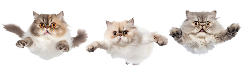 A trio of funny flying  grumpy Persian cats isolated against a transparent background, showcasing their fluffy fur and distinct personalities
