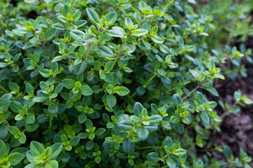 Background from fragrant creeping thyme ground cover, close-up. Thymus serpyllum. Wild Elfin spice...