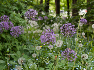 Alliums Bulbs, Purple flowers