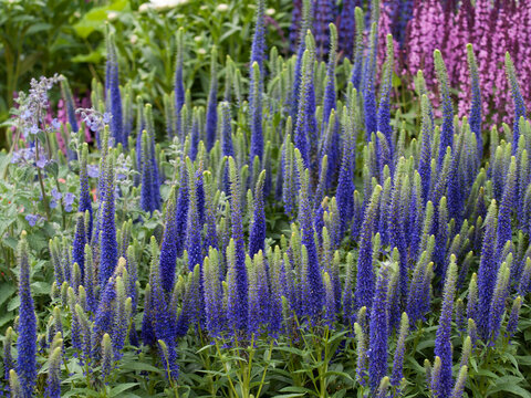 Veronica Spicata Blue flowers