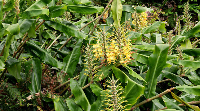 Plants of the Azores - hedychium gardnerianum.