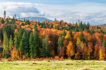 Mixed autumn forest in the Carpathian Mountains