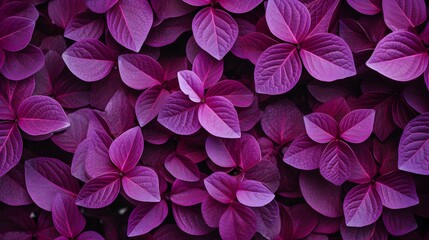 a close up of a bunch of purple flowers - obrazy, fototapety, plakaty