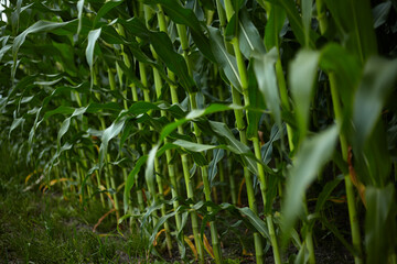 Corn. Green leaves of the crop.