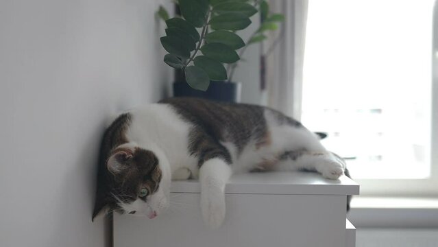 Cute tabby cat lying down on white chest of drawers. Funny home pet. Concept of relaxing and cozy wellbeing. Sweet dream. High quality FullHD footage