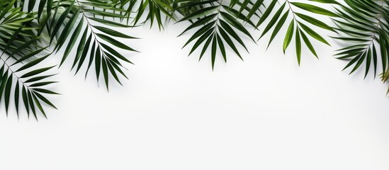 Minimalist palm leaf pattern composition on white background