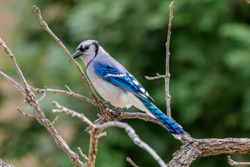 Blue Jay perched
