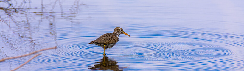 Single bird, spotted sandpiper, standing in water