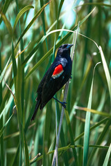 Redwing black bird landing