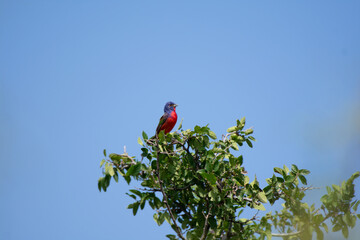 Painted Bunting bird on top of tree